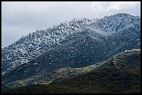 Ridge with snow-covered pines, Santa Rosa Mountains. Santa Rosa and San Jacinto Mountains National Monument, California, USA ( color)