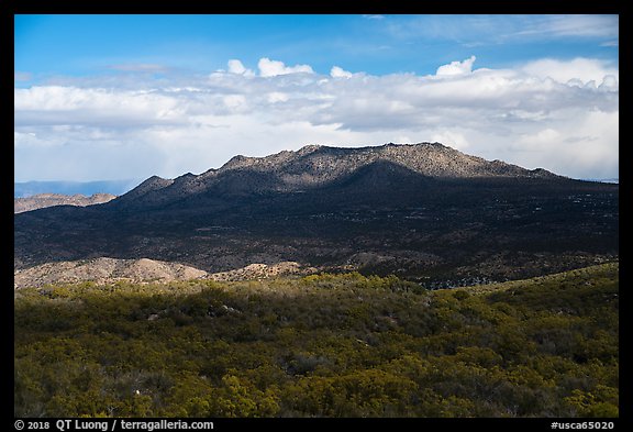 Pine forest and Santa Rosa Mountains. Santa Rosa and San Jacinto Mountains National Monument, California, USA (color)