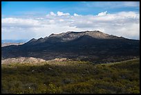 Pine forest and Santa Rosa Mountains. Santa Rosa and San Jacinto Mountains National Monument, California, USA ( color)