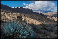 Agave and Santa Rosa Mountains. Santa Rosa and San Jacinto Mountains National Monument, California, USA ( color)
