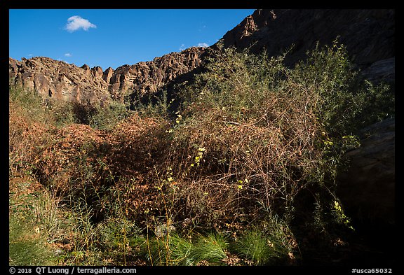 Riparian vegetation and canyon walls, Tahquitz Canyon, Palm Springs. Santa Rosa and San Jacinto Mountains National Monument, California, USA