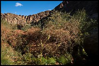 Riparian vegetation and canyon walls, Tahquitz Canyon, Palm Springs. Santa Rosa and San Jacinto Mountains National Monument, California, USA ( color)