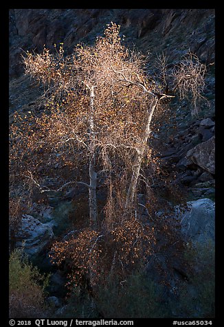 Spotlighted trees, Tahquitz Canyon, Palm Springs. Santa Rosa and San Jacinto Mountains National Monument, California, USA (color)