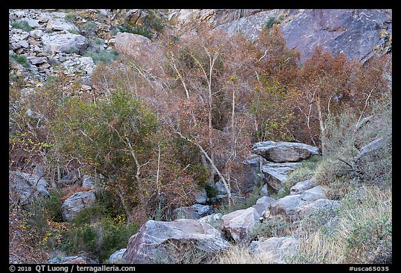 Trees in creek bed with remnants of autumn foliage, Tahquitz Canyon, Palm Springs. Santa Rosa and San Jacinto Mountains National Monument, California, USA