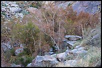 Trees in creek bed with remnants of autumn foliage, Tahquitz Canyon, Palm Springs. Santa Rosa and San Jacinto Mountains National Monument, California, USA ( color)