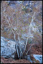 Trees and rocks, Tahquitz Canyon, Palm Springs. Santa Rosa and San Jacinto Mountains National Monument, California, USA ( color)