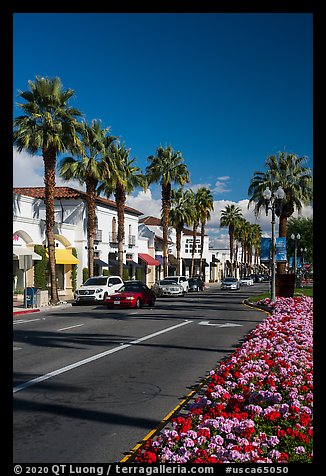 Palms and flowers on El Paseo, Palm Desert. California, USA