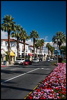 Palms and flowers on El Paseo, Palm Desert. California, USA ( color)