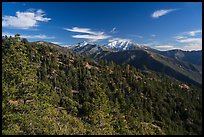Mount San Antonio (Mount Baldy) rises above pine forest. San Gabriel Mountains National Monument, California, USA ( color)
