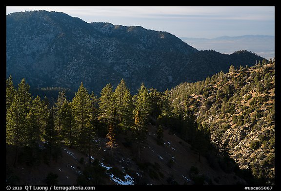 Pine trees and ridges. San Gabriel Mountains National Monument, California, USA