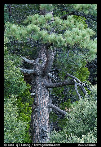 Pine tree. San Gabriel Mountains National Monument, California, USA (color)