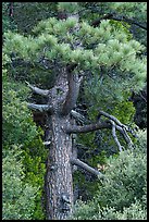 Pine tree. San Gabriel Mountains National Monument, California, USA ( color)