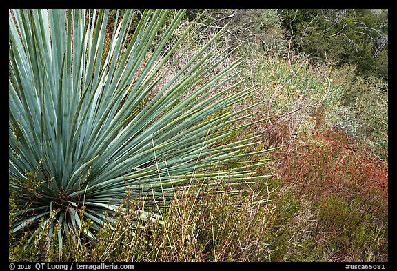 Succulent and shurb. San Gabriel Mountains National Monument, California, USA