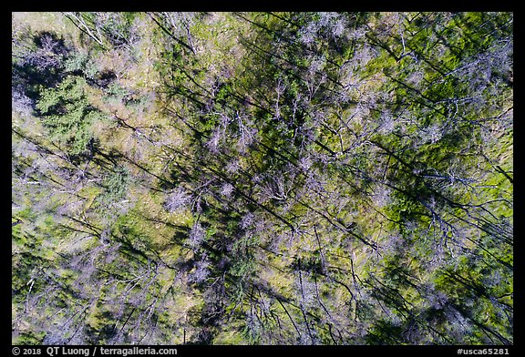 Aerial view of bare trees on hill, Cache Creek Wilderness. Berryessa Snow Mountain National Monument, California, USA (color)