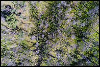 Aerial view of bare trees on hill, Cache Creek Wilderness. Berryessa Snow Mountain National Monument, California, USA ( color)