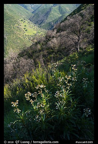 Spring wildflowers above Cold Canyon, Putah Creek Wildlife Are. Berryessa Snow Mountain National Monument, California, USA