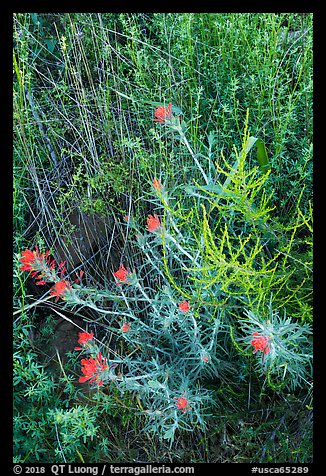 Indian Paintbrush, Stebbins Cold Canyon Reserve. Berryessa Snow Mountain National Monument, California, USA (color)