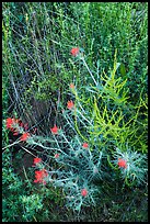 Indian Paintbrush, Stebbins Cold Canyon Reserve. Berryessa Snow Mountain National Monument, California, USA ( color)