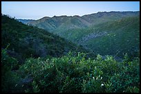Wildflowers above Cold Canyon at dusk. Berryessa Snow Mountain National Monument, California, USA ( color)
