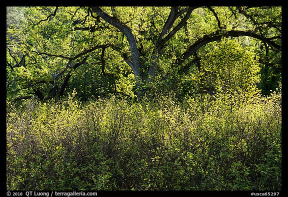Backlit oak tree in the spring. Berryessa Snow Mountain National Monument, California, USA