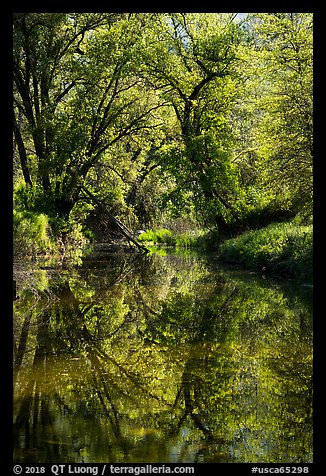 Trees and reflections in Eticuera Creek. Berryessa Snow Mountain National Monument, California, USA