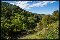 Wildflowers and hills above Eticuera Creek. Berryessa Snow Mountain National Monument, California, USA ( color)