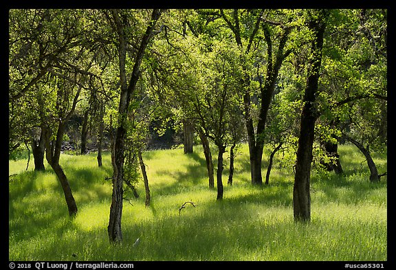 Oaks and grasses in spring, Knoxville Wildlife Area. Berryessa Snow Mountain National Monument, California, USA