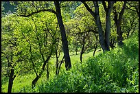 Wildflowers and oak trees in spring. Berryessa Snow Mountain National Monument, California, USA ( color)