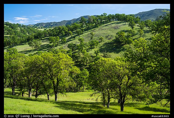 Oak trees and hills in spring. Berryessa Snow Mountain National Monument, California, USA (color)