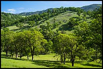 Oak trees and hills in spring. Berryessa Snow Mountain National Monument, California, USA ( color)