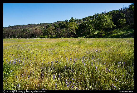 Meadow with wildflowers, Cache Creek Wilderness. Berryessa Snow Mountain National Monument, California, USA