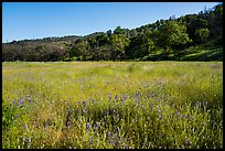 Meadow with wildflowers, Cache Creek Wilderness. Berryessa Snow Mountain National Monument, California, USA ( color)