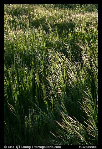 Grasses in spring, Cache Creek Wilderness. Berryessa Snow Mountain National Monument, California, USA (color)