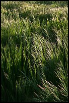 Grasses in spring, Cache Creek Wilderness. Berryessa Snow Mountain National Monument, California, USA ( color)