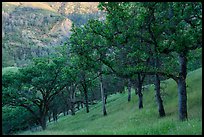 Blue Oaks on steep slope, Cache Creek Wilderness. Berryessa Snow Mountain National Monument, California, USA ( color)