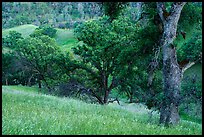 Blue Oak trees and valley in springtime, Cache Creek Wilderness. Berryessa Snow Mountain National Monument, California, USA ( color)