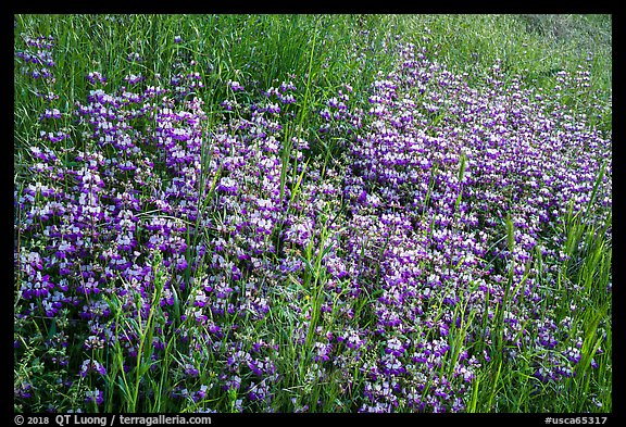 Dense lupine patch, Cache Creek Wilderness. Berryessa Snow Mountain National Monument, California, USA (color)
