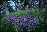 Lupine and oak trees, Cache Creek Wilderness. Berryessa Snow Mountain National Monument, California, USA ( color)