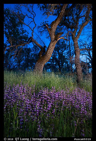 Lupine and oaks at night, Cache Creek Wilderness. Berryessa Snow Mountain National Monument, California, USA (color)