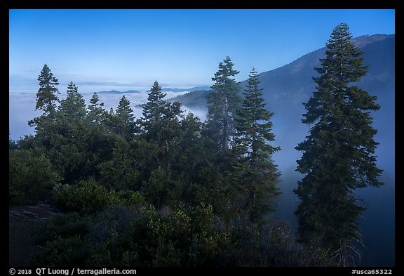Pine trees above fog, Snow Mountain Wilderness. Berryessa Snow Mountain National Monument, California, USA