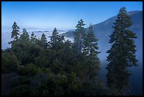 Pine trees above fog, Snow Mountain Wilderness. Berryessa Snow Mountain National Monument, California, USA ( color)