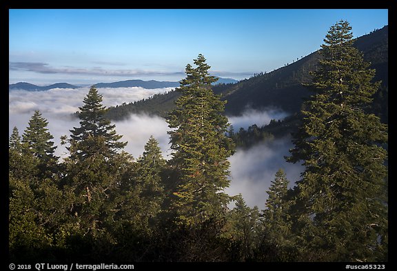 Pine trees above sea of clouds, Snow Mountain. Berryessa Snow Mountain National Monument, California, USA (color)