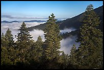Pine trees above sea of clouds, Snow Mountain. Berryessa Snow Mountain National Monument, California, USA ( color)