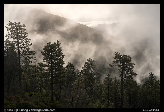 Trees, lifting clouds, and ridges, Snow Mountain. Berryessa Snow Mountain National Monument, California, USA