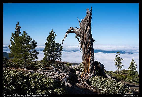 Stump and pine trees above sea of clouds, Snow Mountain. Berryessa Snow Mountain National Monument, California, USA