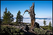 Stump and pine trees above sea of clouds, Snow Mountain. Berryessa Snow Mountain National Monument, California, USA ( color)