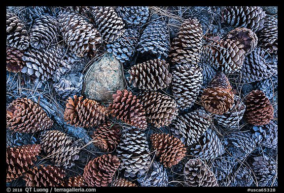 Close-up of pine cones, Snow Mountain Wilderness. Berryessa Snow Mountain National Monument, California, USA (color)