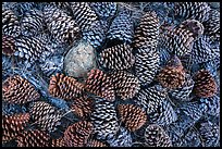 Close-up of pine cones, Snow Mountain Wilderness. Berryessa Snow Mountain National Monument, California, USA ( color)