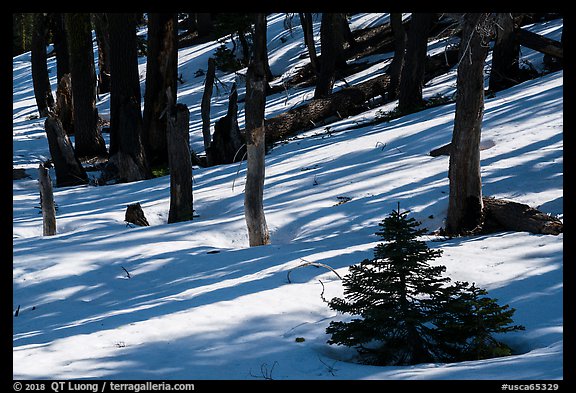Shadows in snowy forest, Snow Mountain Wilderness. Berryessa Snow Mountain National Monument, California, USA