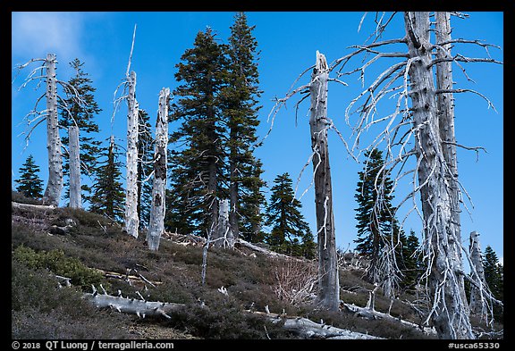 Silvery grove of recently fire-killed firs, Snow Mountain Wilderness. Berryessa Snow Mountain National Monument, California, USA